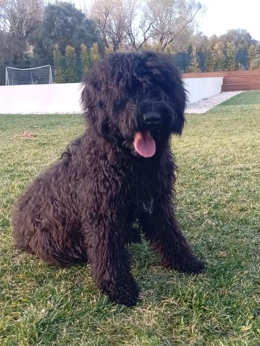 Cão d água  para adoção responsável