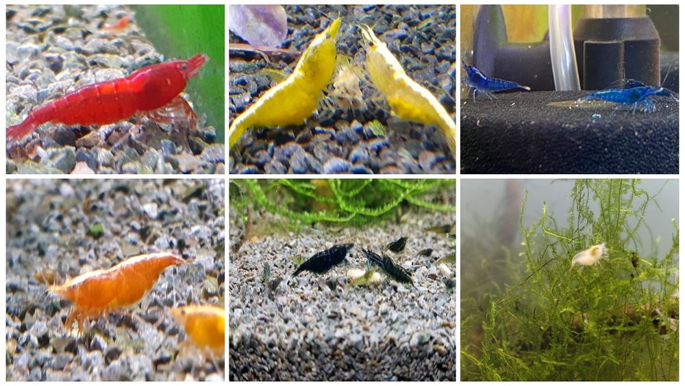 Krewetki Orange Neocaridina Pomarańczowee