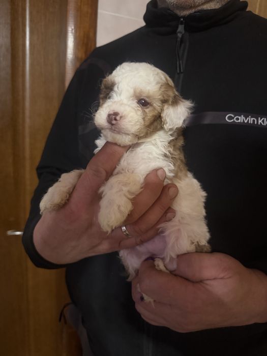 Эксклюзив , мальчик пудель мерле шоколад