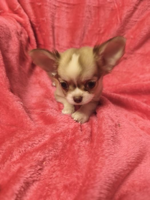 Chihuahua de pêlo cumprido menina