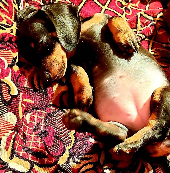 Продам чудо-таксунів!Суми