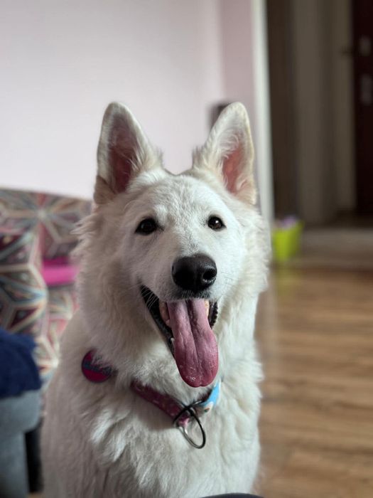 Owczarek 5 lat szuczka szuka domu- do adopcji