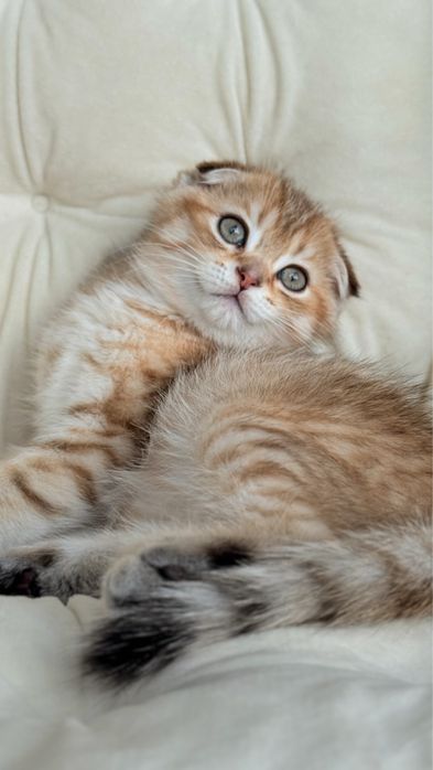 Висловухий шотландський хлопчик, scottish fold, шотландські кошенята