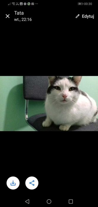 Zaginął kot z zawiniętym ogonkiem