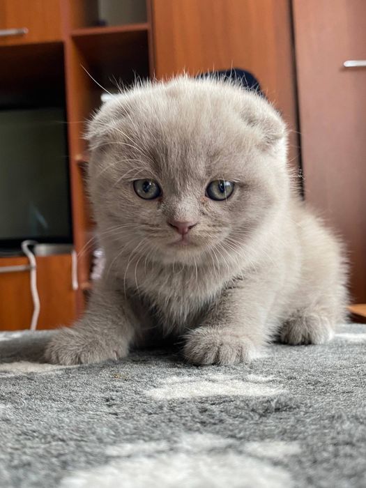 Шотланские котята