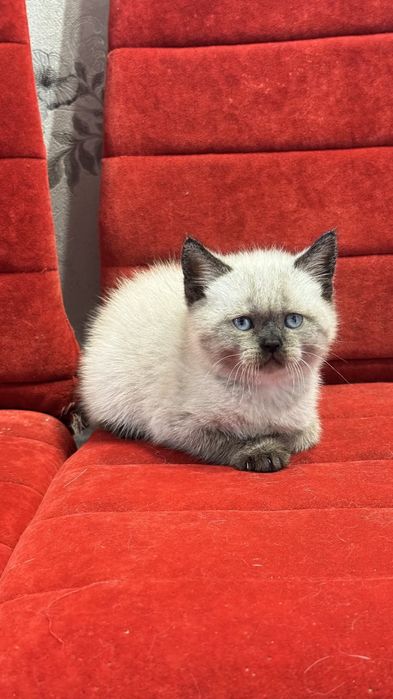 Британський хлопчик