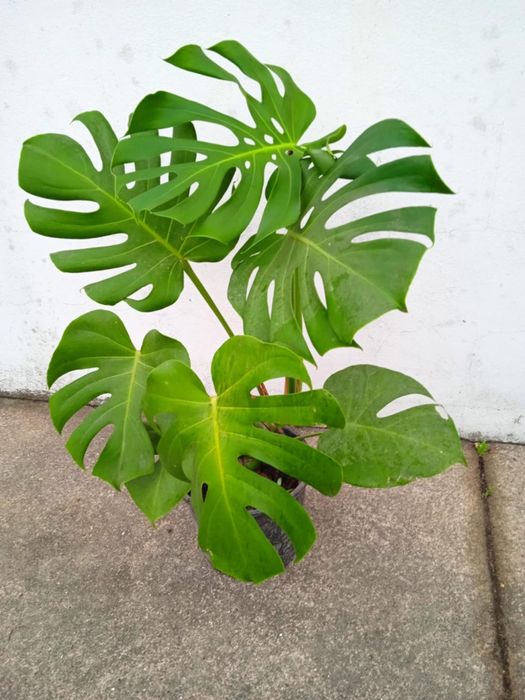 Vendo vaso bonito para decoração da sua casa, ou no jardim