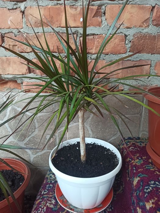 Продається Драцена