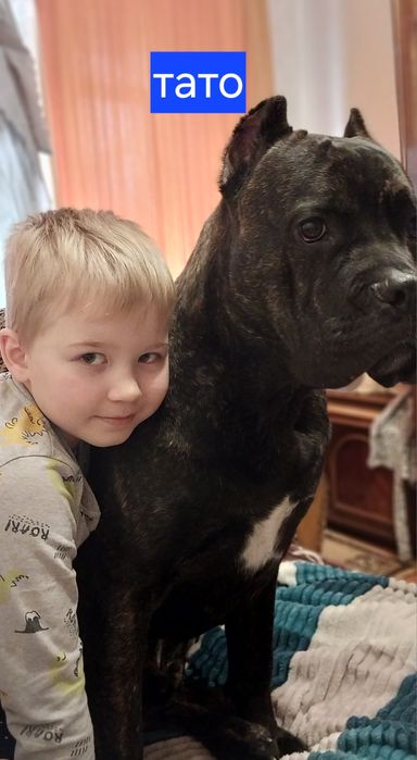 В'язка/бронювання цуценят Кане Корсо