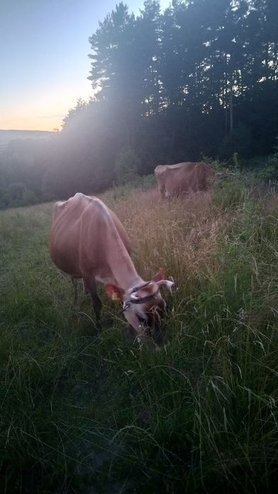 Krowa Jersey mleczna