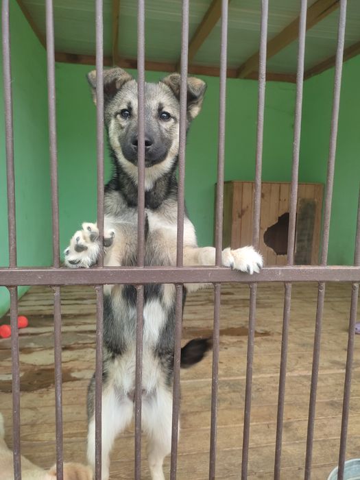 Молодая девочка в поиске дома