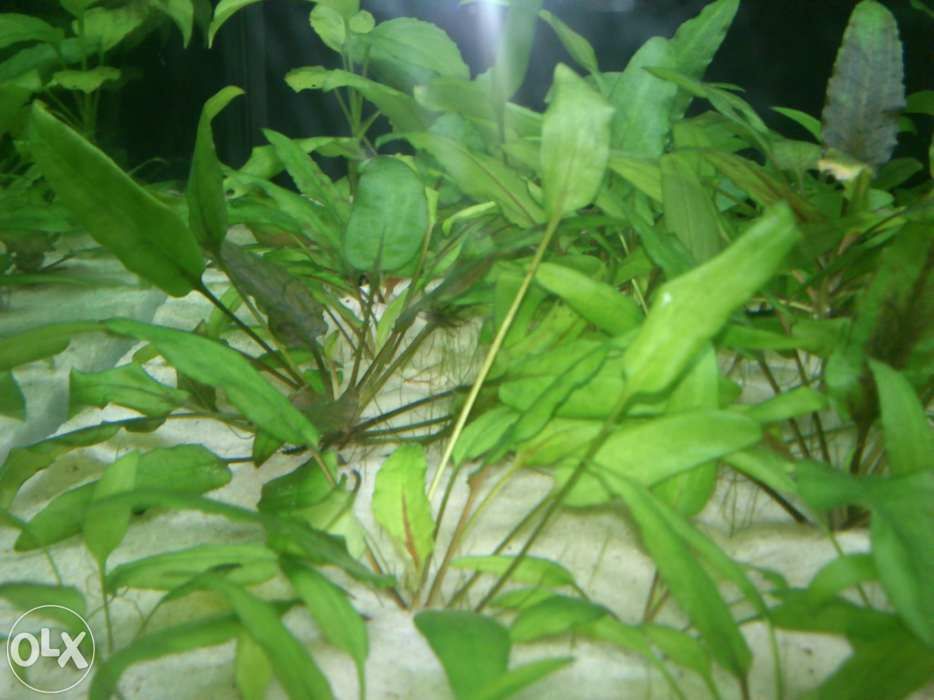 Planta aquário crescimento fácil