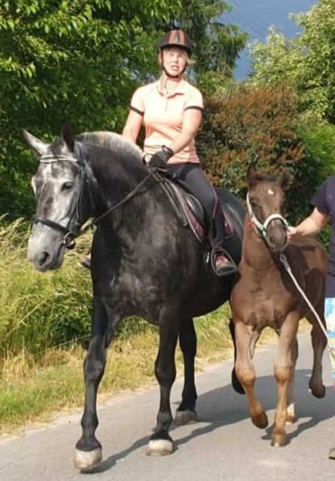 Klacz śląska siwa doplatowa zrebna