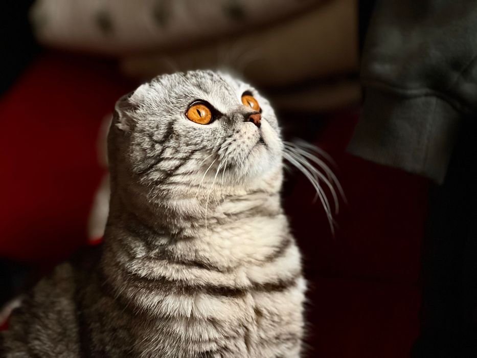 Шотландский вислоухий жених