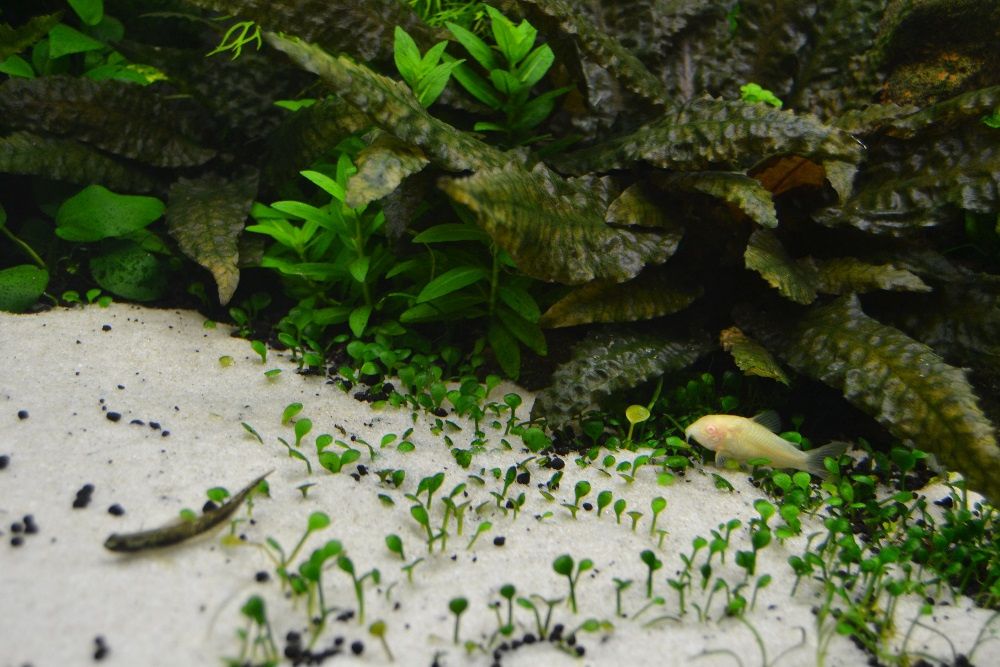 Vendo plantas para aquario