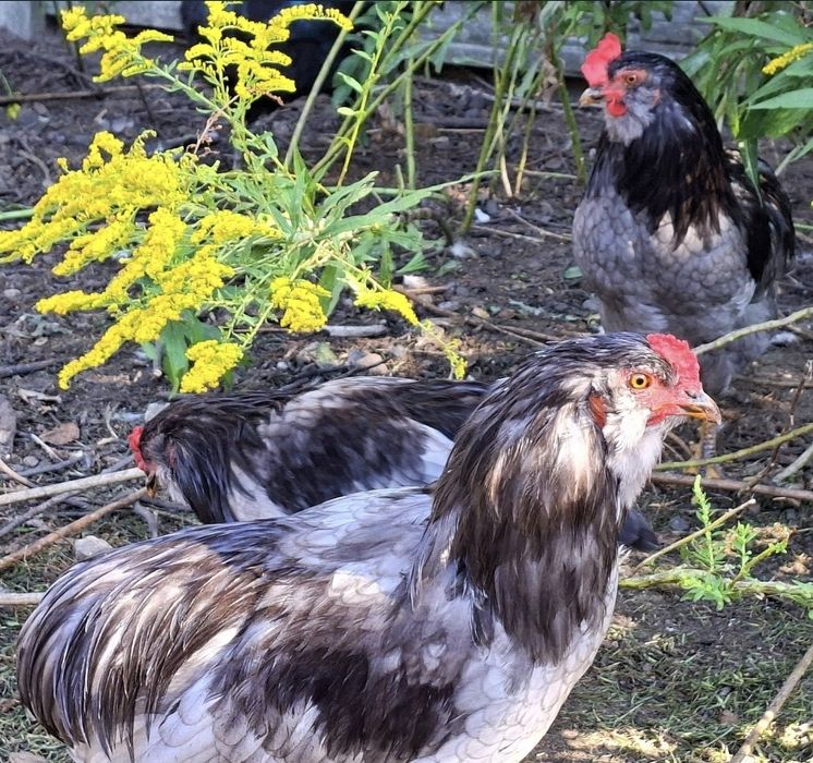 Koguty mix z wiosny 2026 (Araucana x Dominant Blue)