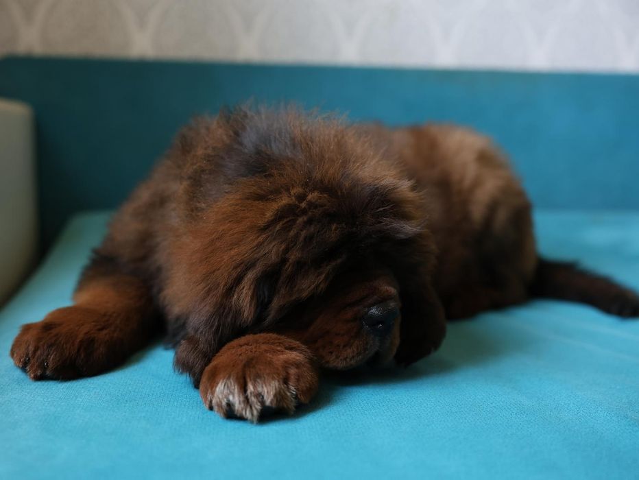 Тибетский Мастиф