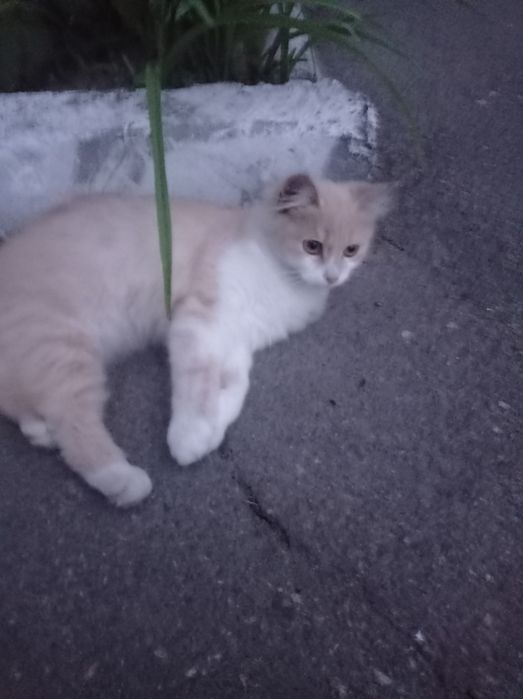 котик рудий гарний