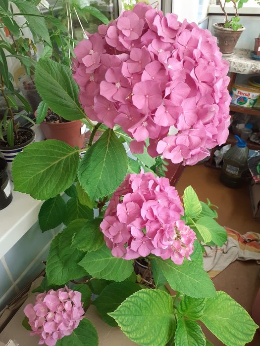 Гортензія рожева.