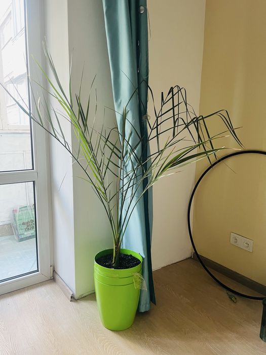 Финиковая пальма большая