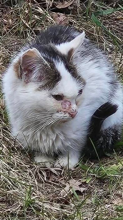 Majeczka walczy o życie, kotka, kot, adoptuj