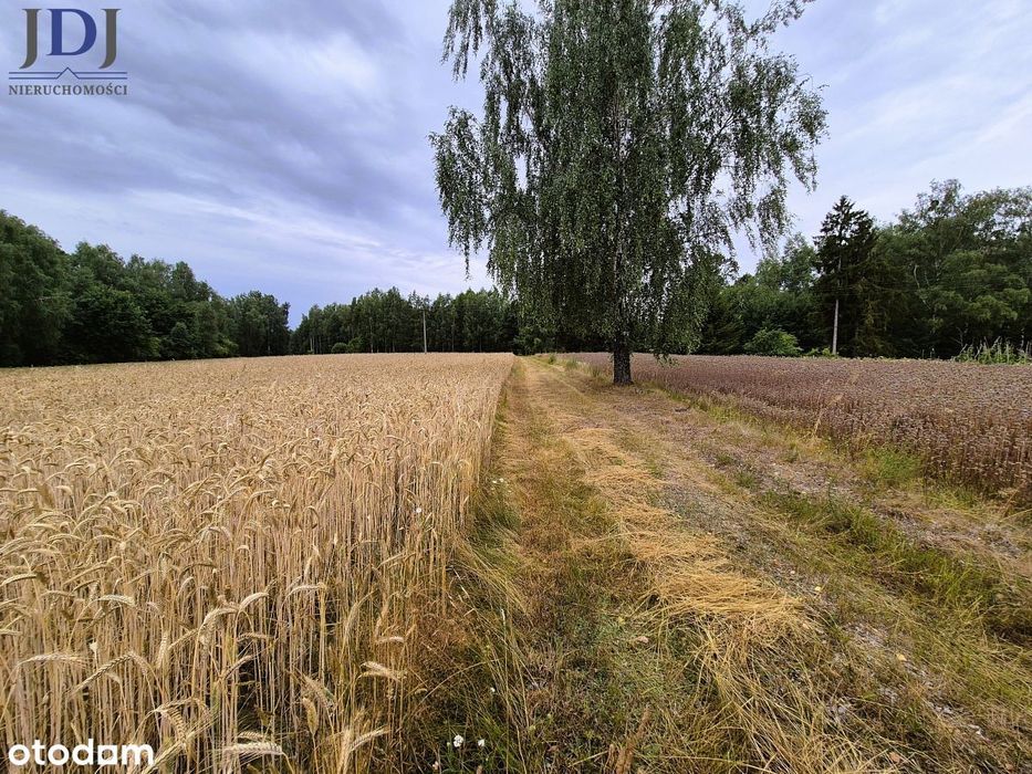 Chata z lasem, 89 ar ciszy i niezwykłego klimatu.