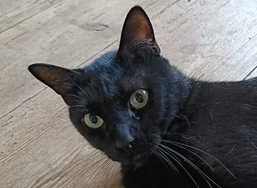 Pantera- gatinho jovem para adoção responsável