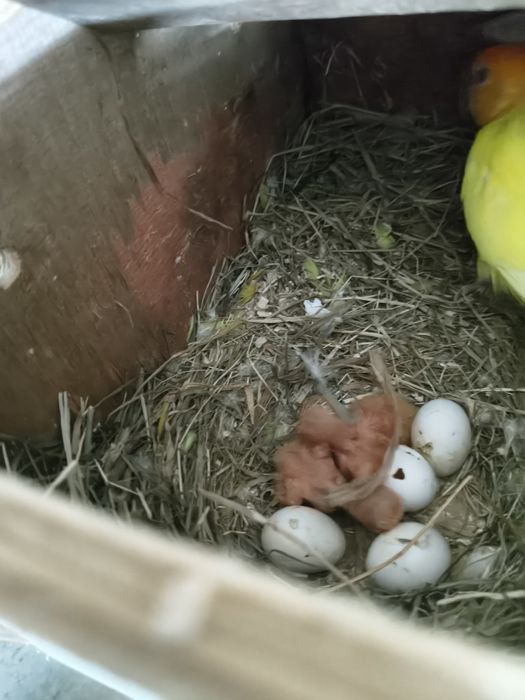 Caturras e roseicollis criar mão