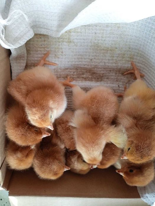 Інкубаційне яйце