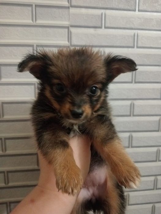 Відомо в добрі руки