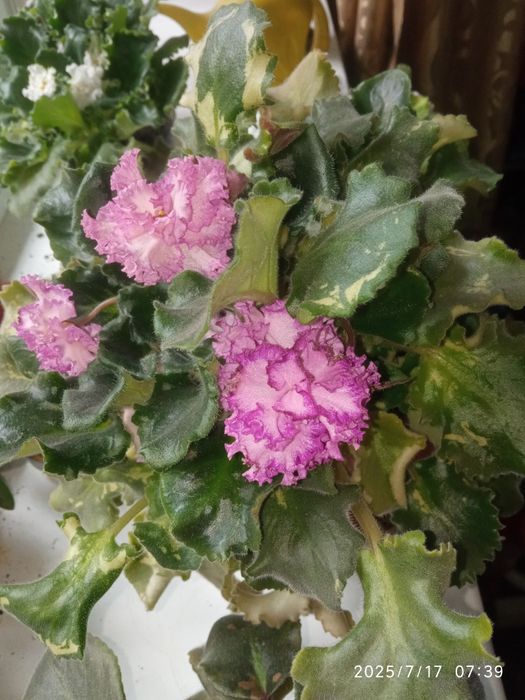 Продам деток фиалки кучерявая сиреневая