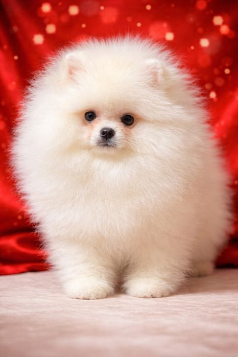 Міні хлопчик померанський шпіц