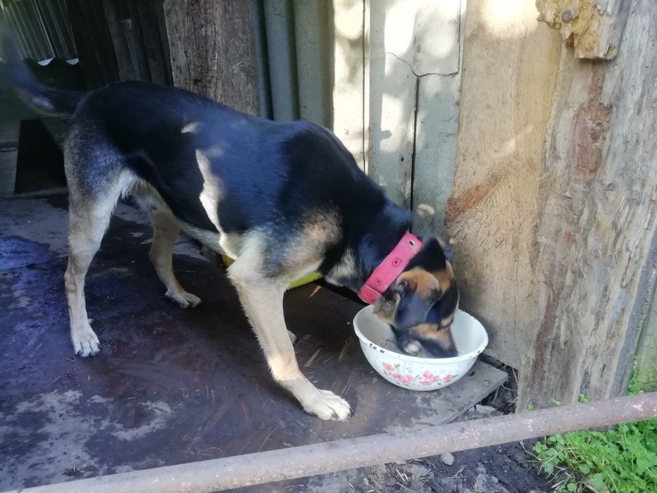 Отдам собаку мальчик