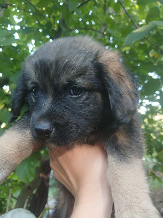 2 дівчинки, 1,5 місяці