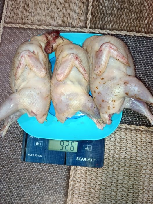 Продам Перепилині яйця