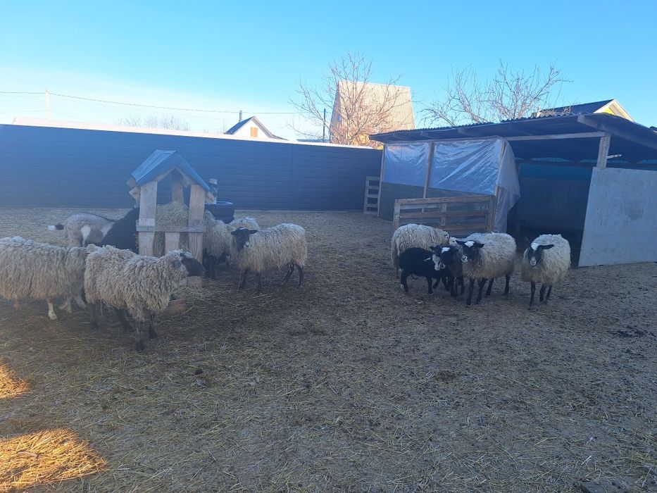 Барани Вівці молоді