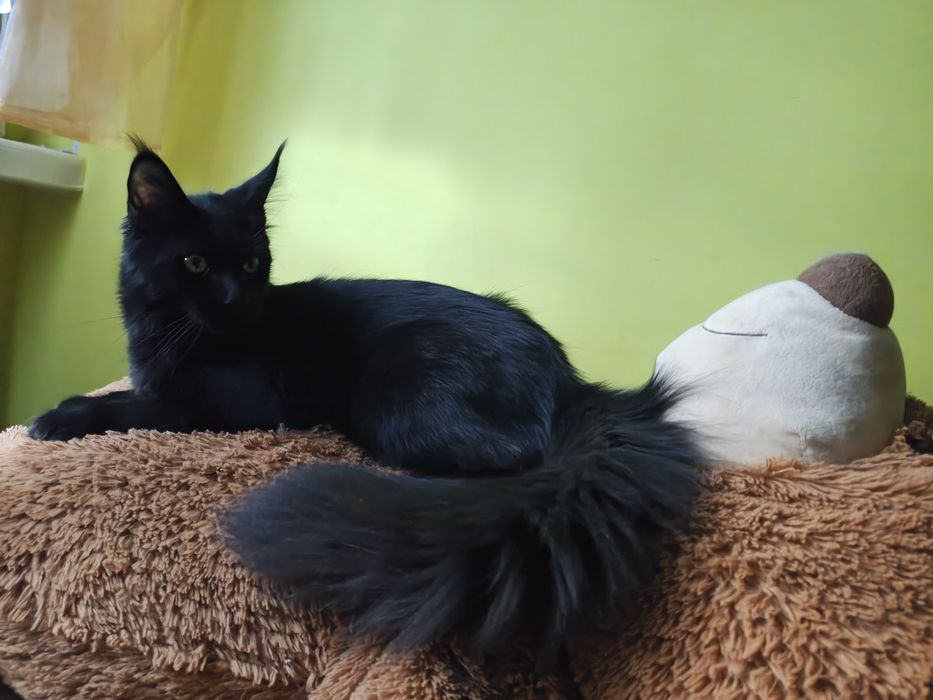 Kocurek Maine Coon  ZAREZERWOWANY
