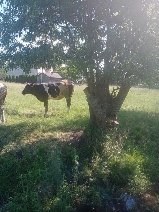 Jałówka wysokocielna