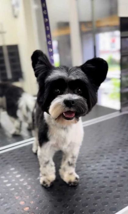 Бівер-йорк, шукає дівчинку для в'язки