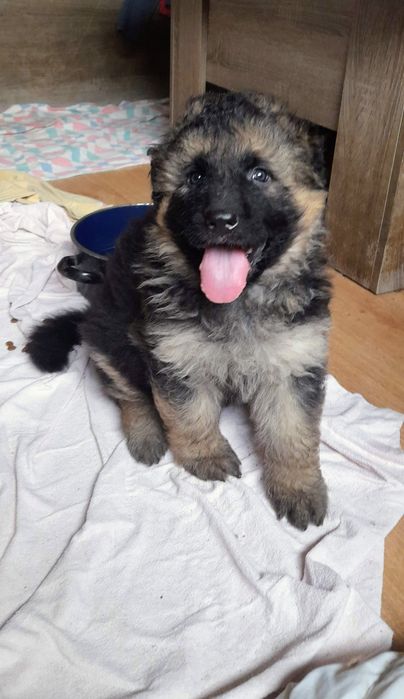 Owczarek niemiecki długowłosy śliczne szczenięta