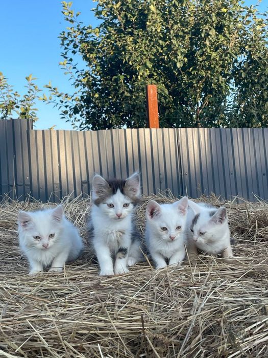 Котенята в добрі руки безкоштовно