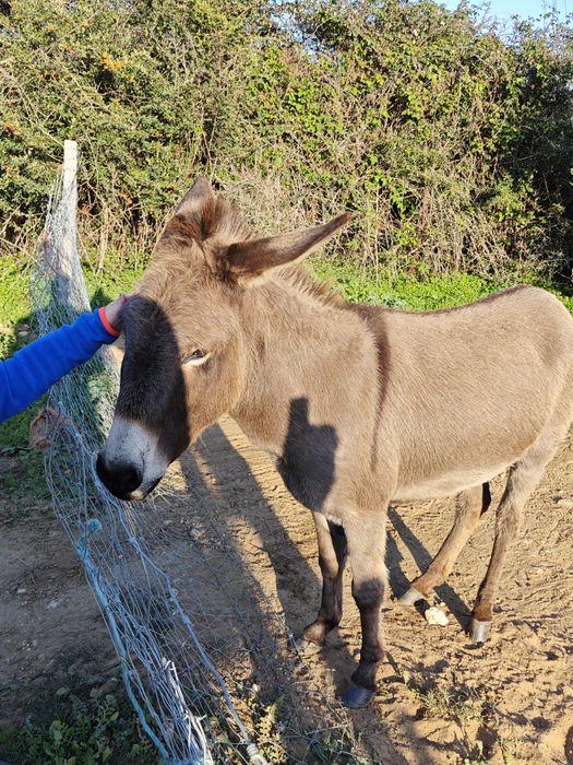 Vendo burrinha 3anos