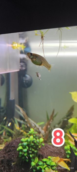 Plantas / Peixes aquario