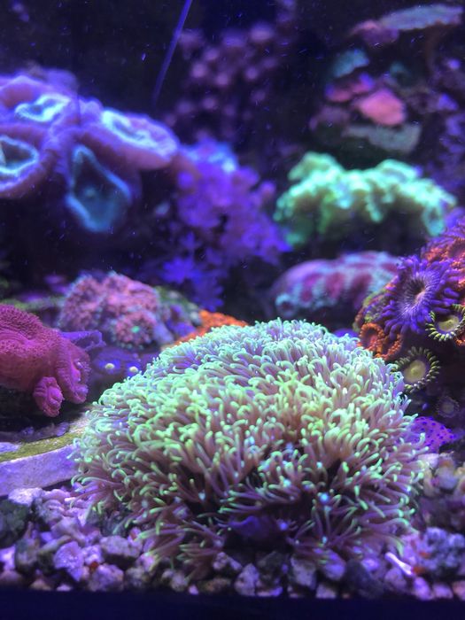 Briareum fluo green, koralowce miękkie, akwarium morskie