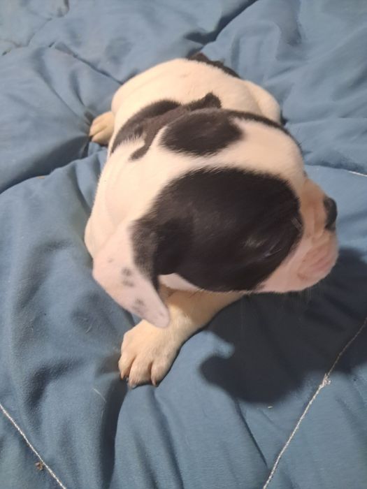 Bulldog frances fêmea na zona de Aveiro