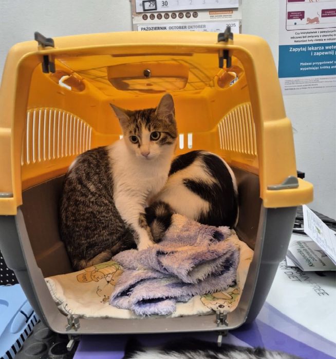 Szlaban poleca się do adopcji!