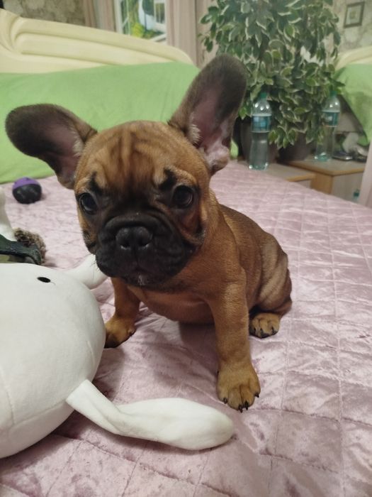 Чудесный ласковый малыш французик