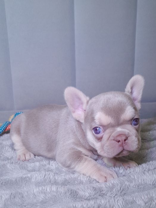 Ньюшейд ізабелла тан дівчинка