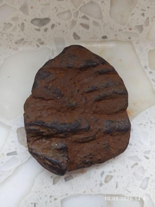 Skamieliny minerały
