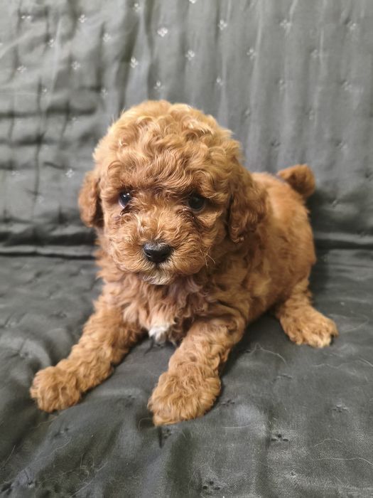 Maltipoo szczenię
